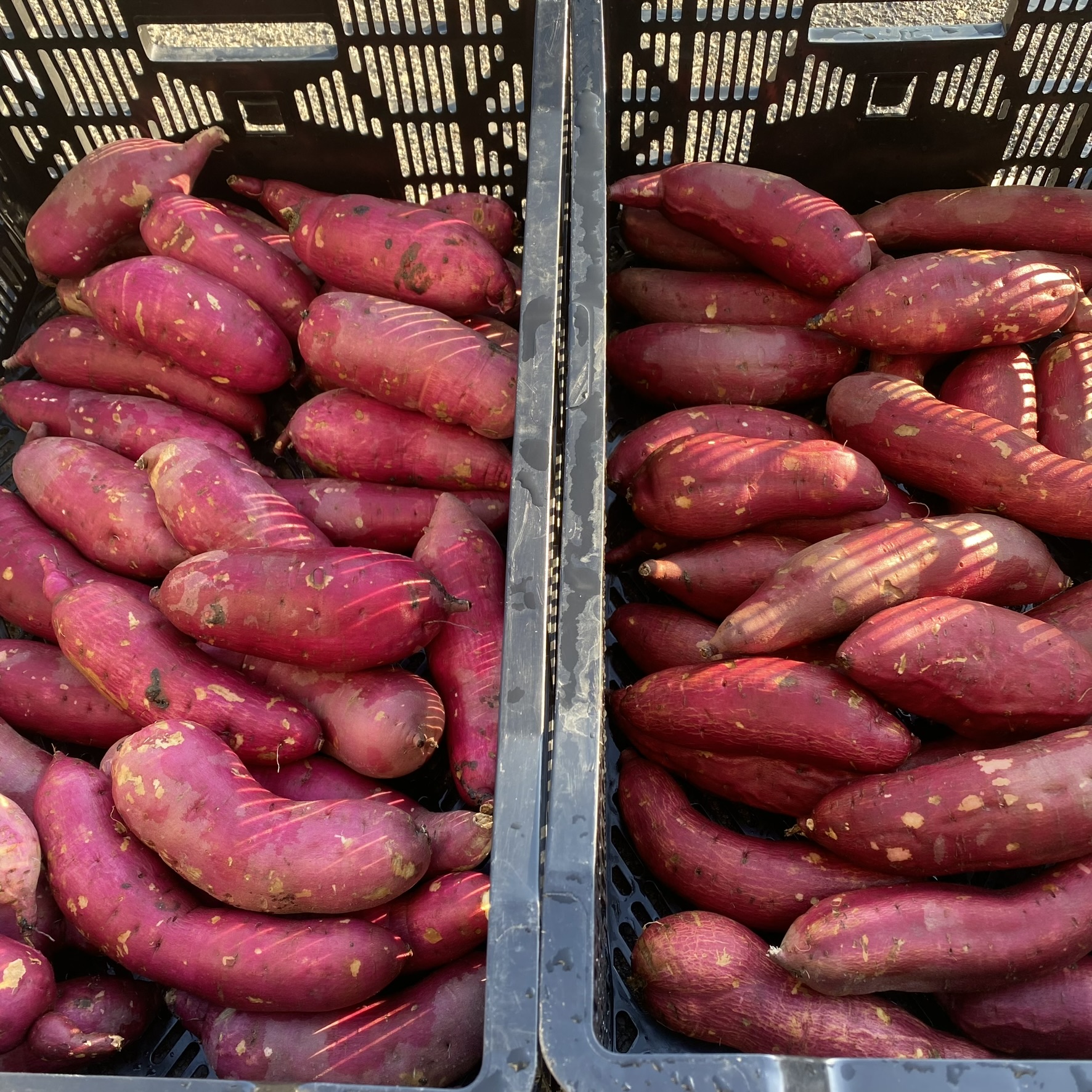 冷凍密やきいも正面